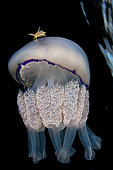 Jellyfish (Rhizostoma pulmo) with a crab (Liocarcinus vernalis), Tyrrhenian Sea, Italia