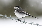Pied wagtail (Motacilla alba) perched on a barbed wire while snow falling, England