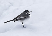 Pied wagtail (Motacilla alba) standing on the snow, England