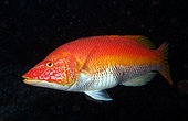 Barred hogfish (Bodianus scrofa) on black background, Madeira