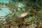 Atlantic lizardfish (Synodus saurus) on the bottom, Gozo, Malta