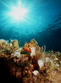 Madeira rockfish (Scorpaena maderensis) above the bottom, Malta
