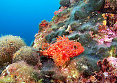 Small red scorpionfish (Scorpaena notata) on the bottom, Marseille, France