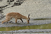 Young Impala (Aepyceros melampus) drinking at a river in drought, Kruger, South Africa