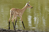 Young Impala (Aepyceros melampus) drinking at a waterhole in drought, Kruger, South Africa
