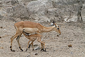 Impala (Aepyceros melampus) female nursing her young, Kruger, South Africa