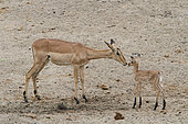 Impala (Aepyceros melampus) female and young, Kruger, South Africa