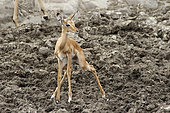 Young Impala (Aepyceros melampus) at waterhole in drought, Kruger, South Africa
