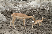 Impala (Aepyceros melampus) female and young at waterhole in drought, Kruger, South Africa