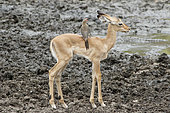Young Impala (Aepyceros melampus) and Oxpecker at waterhole in drought, Kruger, South Africa