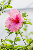 Hibiscus 'Rose' in bloom in a garden