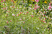 Salvia microphylla 'Hot Lips'