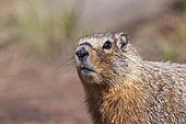Groundhog, Woodchuck, Whistle-pig, Land-beaver (Marmota monax), Yellowstone National Park, Wyoming, Idaho, Montana, America, United States, North America