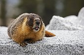 Groundhog, Woodchuck or Whistle-pig (Marmota monax), Yosemite National Park, California, USA, North America