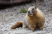 Groundhog, Woodchuck or Whistle-pig (Marmota monax), Yosemite National Park, California, USA, North America