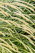 Pennisetum macrourum