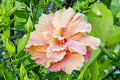 Hibiscus 'Orange' in bloom in a garden