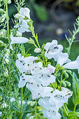 Penstemon 'White Bedder' in bloom in a garden