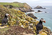 Atlantic puffins (Fratercula arctica), Saltee islands, Ireland
