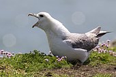 Northern fulmar(Fulmarus glacialis) on ground, Saltee islands (Ireland)