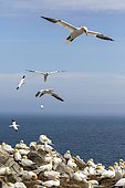 Northern gannet (Morus bassanus) Colony nesting, Saltee islands, Ireland