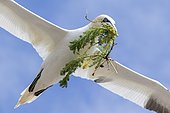 Northern gannet (Morus bassanus) in flight with nesting material, Saltee islands, Ireland