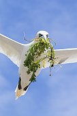 Northern gannet (Morus bassanus) in flight with nesting material, Saltee islands, Ireland
