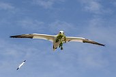Northern gannet (Morus bassanus) in flight with nesting material, Saltee islands, Ireland