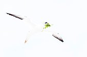 Northern gannet (Morus bassanus) in flight with nesting material, Saltee islands, Ireland