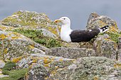 Great black-blacked gull (Larus marinus) at nest, Saltee islands, Ireland