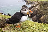 Atlantic puffin (Fratercula arctica), Saltee islands, Ireland