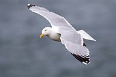 European herring gull (Larus argentatus) in flight, Saltee islands, Ireland