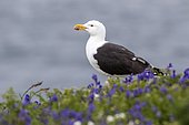 Great black-blacked gull (Larus marinus) on flowers, Saltee islands, Ireland