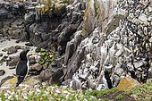 Razorbill (Alca torda) nesting colony on cliff, Saltee islands, Ireland