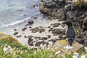 Razorbill (Alca torda) on cliff, Saltee islands, Ireland