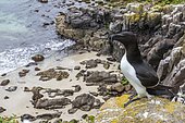 Razorbill (Alca torda) on cliff, Saltee islands, Ireland
