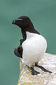 Razorbill (Alca torda) on rocher, Saltee islands, Ireland