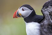 Atlantic puffin (Fratercula arctica) portrait, Saltee islands, Ireland