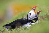 Atlantic puffin (Fratercula arctica), Saltee islands, Ireland