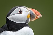Atlantic puffin (Fratercula arctica) portrait, Saltee islands, Ireland