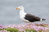 Great black-blacked gull (Larus marinus) on flowers, Saltee islands, Ireland