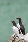 Common murre (Uria aalge) on rock, Saltee islands, Ireland