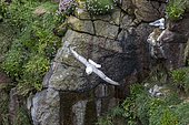 Northern fulmar(Fulmarus glacialis) in flight, Saltee islands (Ireland)