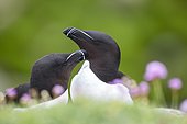 Razorbill (Alca torda) pair, Saltee islands, Ireland