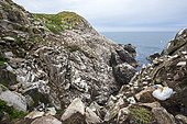 Northern gannet (Morus bassanus) Colony nesting, Saltee islands, Ireland