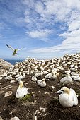 Northern gannet (Morus bassanus) Colony nesting, Saltee islands, Ireland