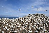 Northern gannet (Morus bassanus) Colony nesting, Saltee islands, Ireland