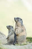 Two alpine marmots (Marmota marmota), High Tauern National Park, Carinthia, Austria, Europe
