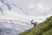 Alpine Ibex (Capra Ibex) in front of glacier, Hohe Tauern National Park, Carinthia, Austria, Europe