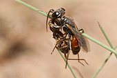 Digger wasp (Dinetus pictus) catching a bug, Regional Natural Park of Northern Vosges, France